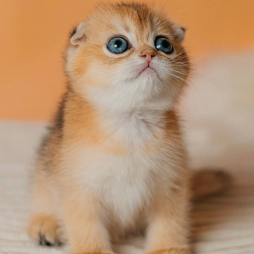 Grace Scottish Fold female, black golden shaded