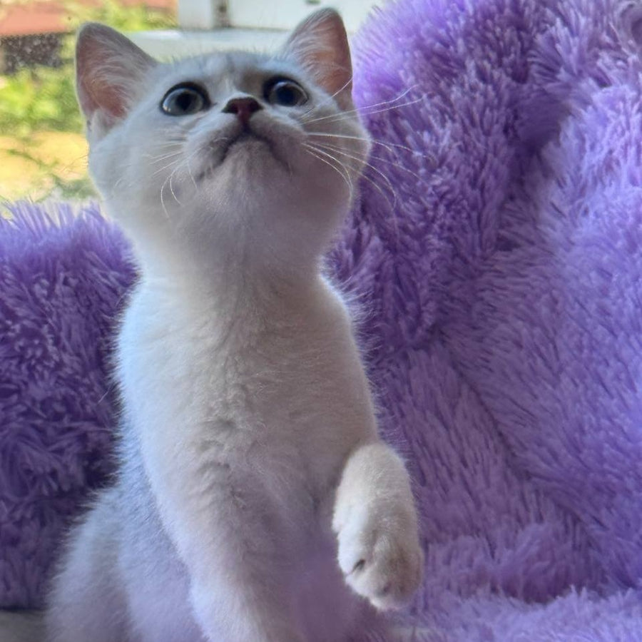Sandra British Shorthair female, black silver shaded