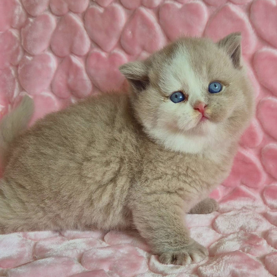 Gummy British Shorthair male, fawn with white