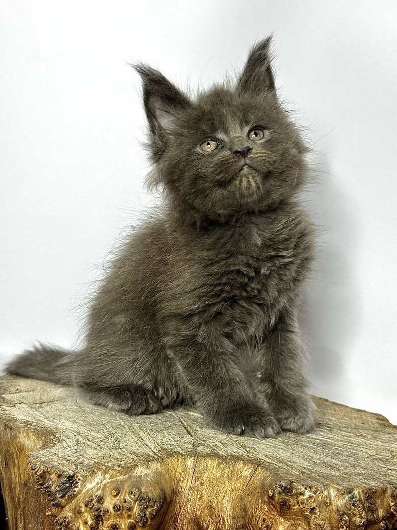 Joker Maine Coon male blue - live animals