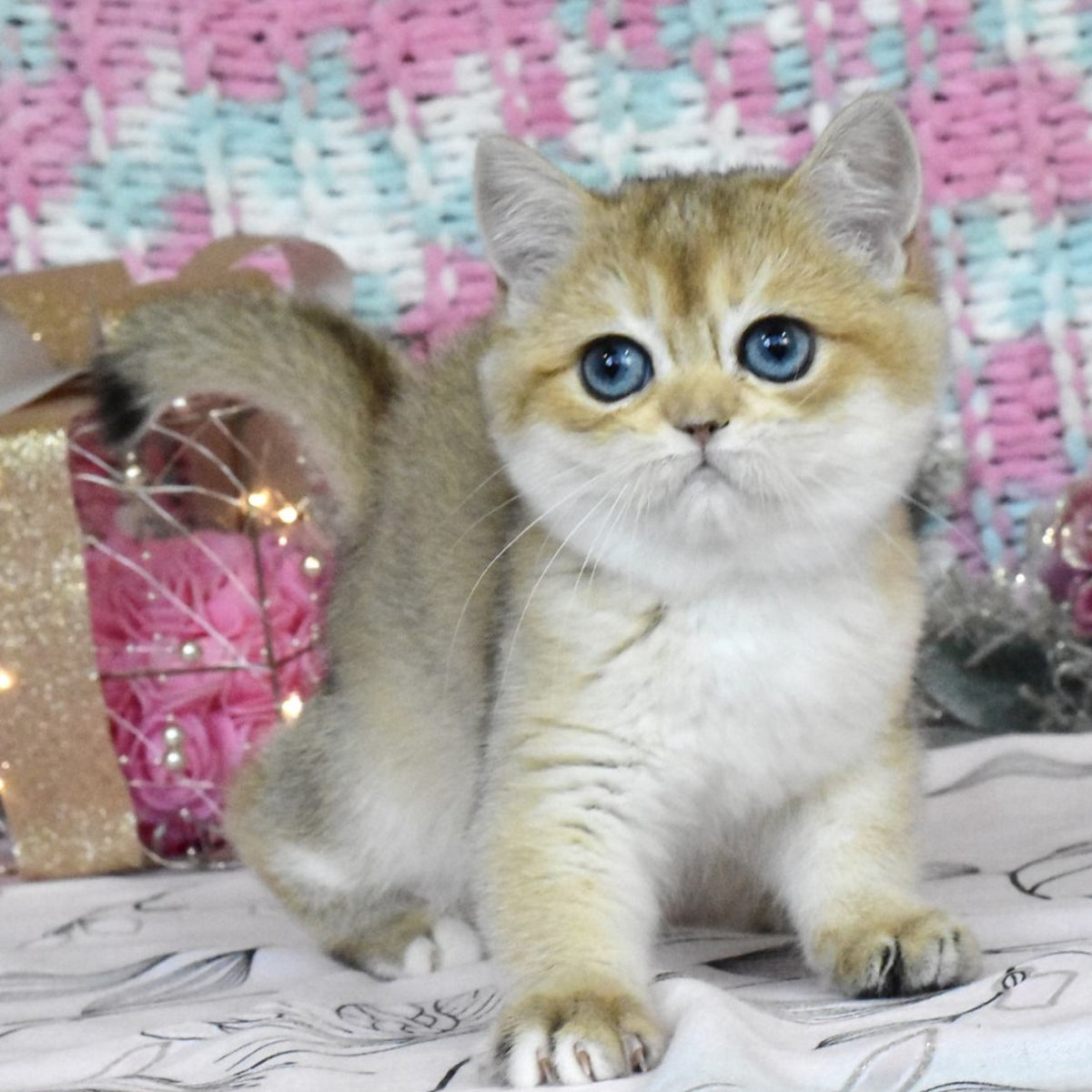 Harisma British Shorthair female, black golden shaded