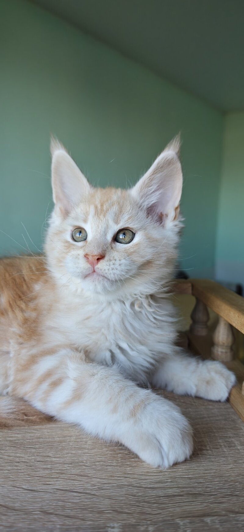 Govard Maine Coon male, red silver tabby