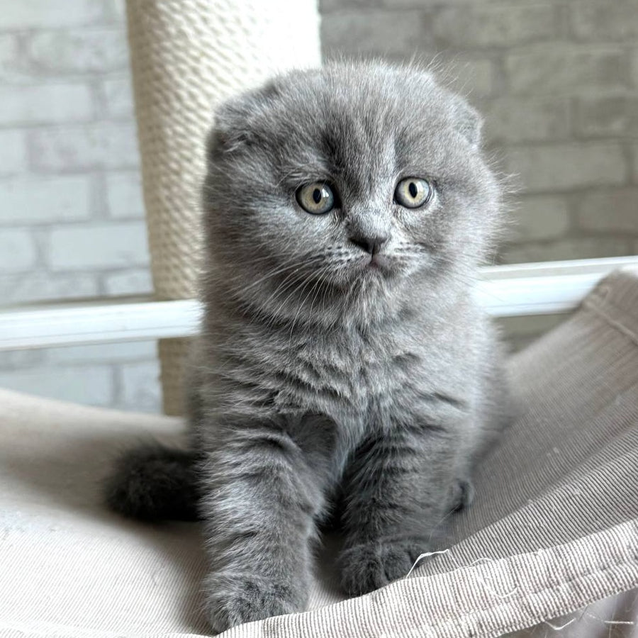 Nora Scottish Fold female, blue