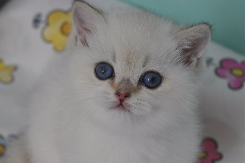 Limon British Shorthair male black golden shaded pointed - live animals