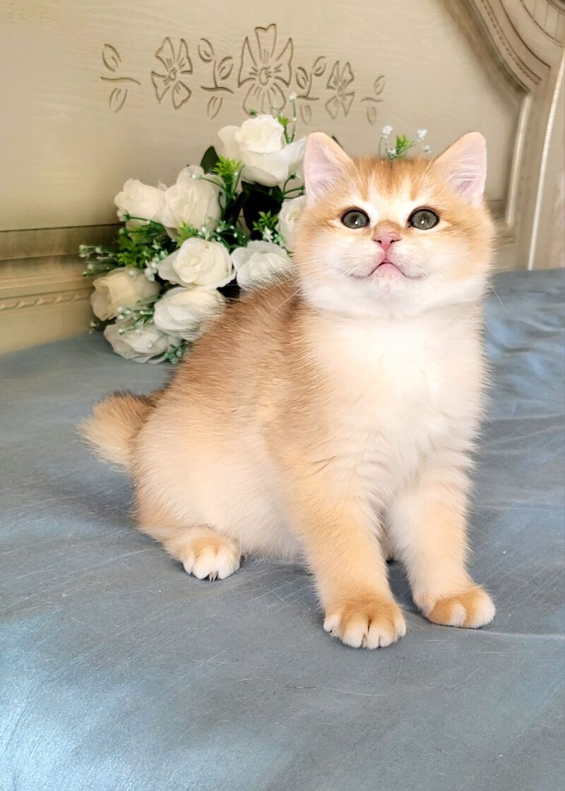 Wanda British Shorthair female black golden chinchilla live animals