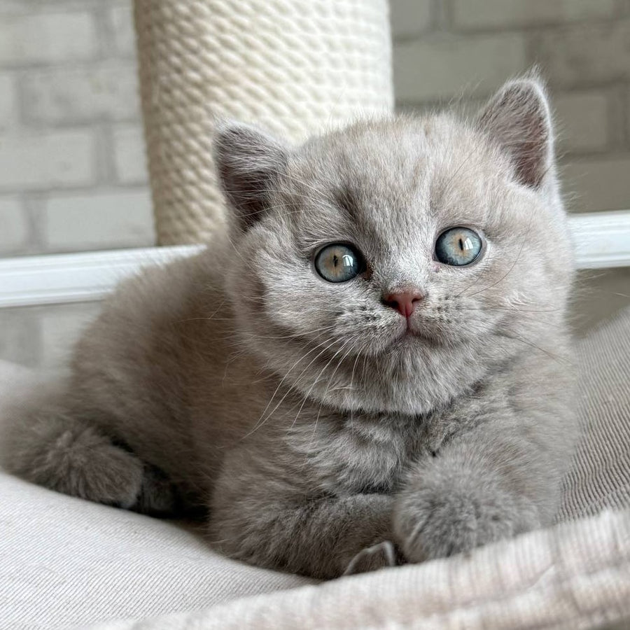 Bastian British Shorthair male, lilac