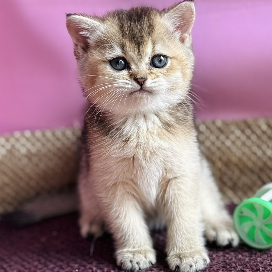 Sisi British Shorthair male, black golden ticked tabby