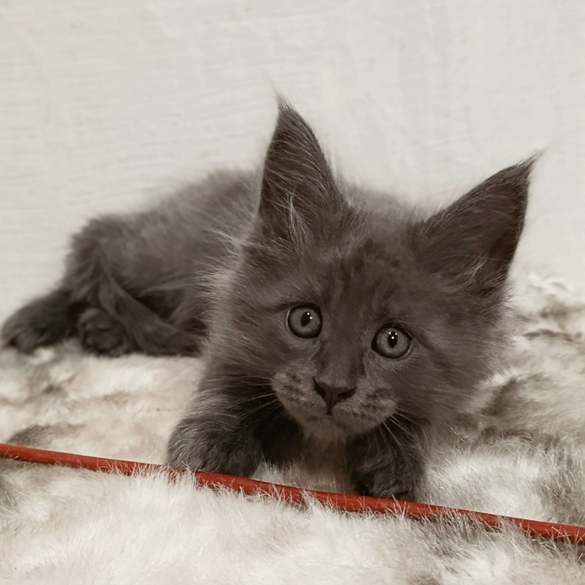 Favorite Maine Coon male, blue silver