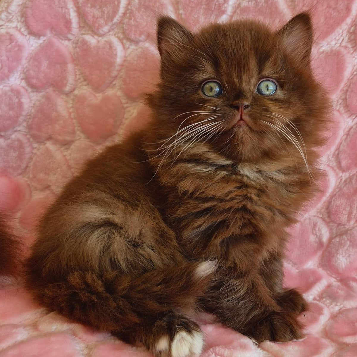 Iva British Longhair female, chocolate with white