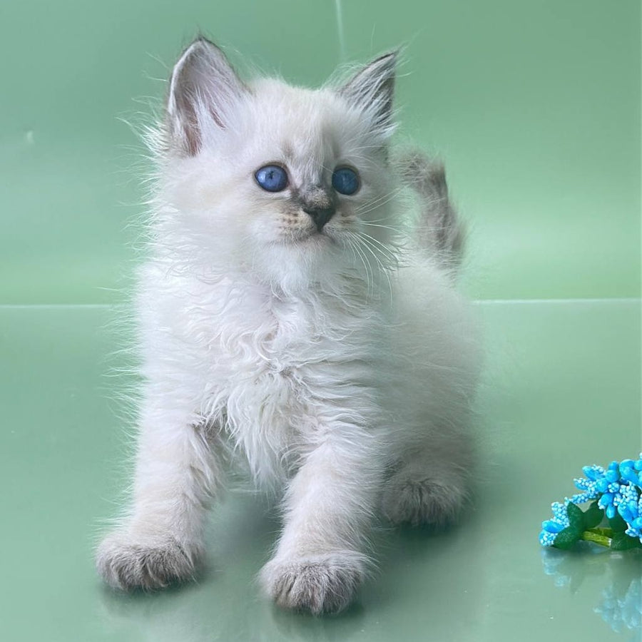 Archer Siberian male, seal tabby pointed