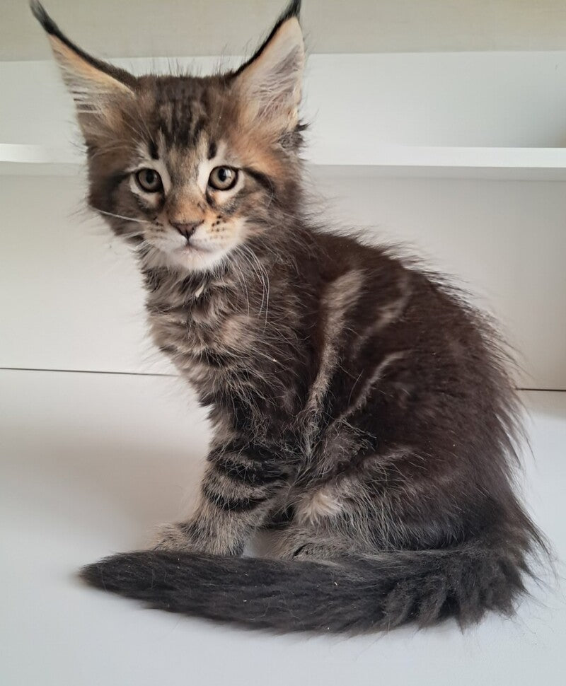 X-Archi Maine Coon male, black tabby
