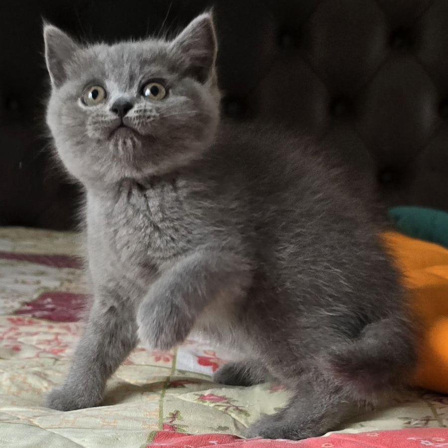 Claudia Scottish Straight female, blue
