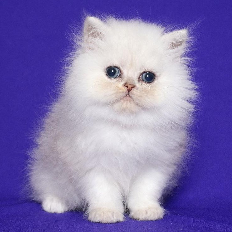 Jake Persian male, black silver shaded