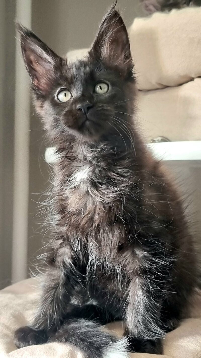 Debora Maine Coon female black with white - live animals