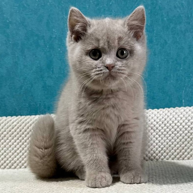 Bonya British Shorthair female, fawn