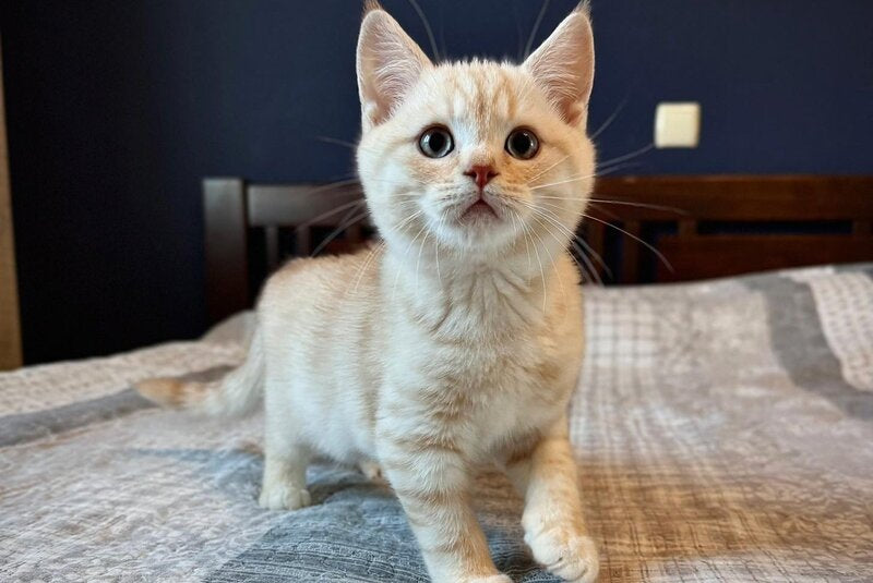 Jonos Scottish Straight male, cream silver spotted tabby