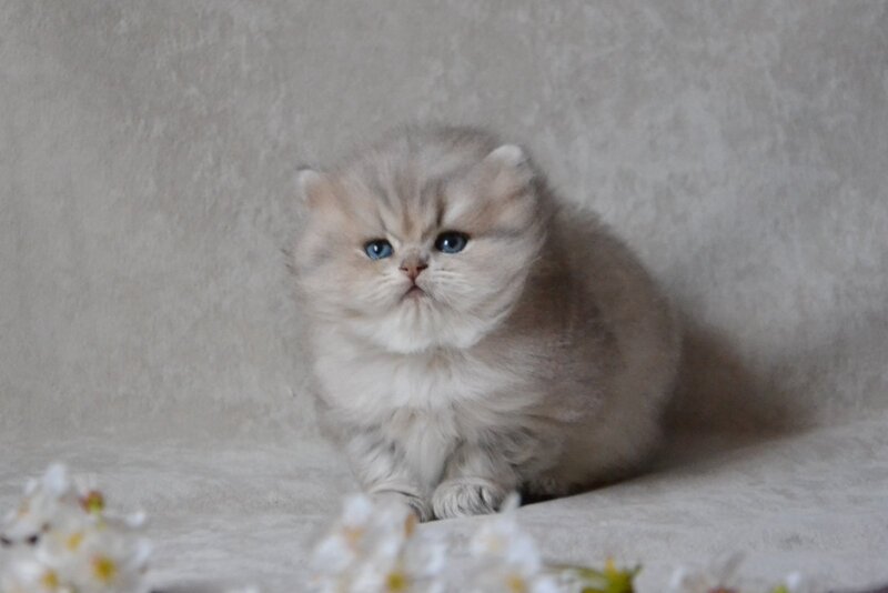 Onyx British Longhair male blue golden ticked tabby - live animals