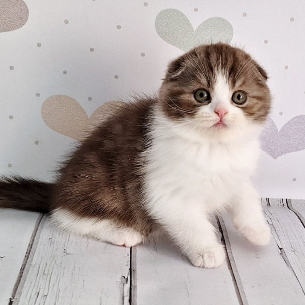 Baileys Scottish Fold male, chocolate silver bicolour
