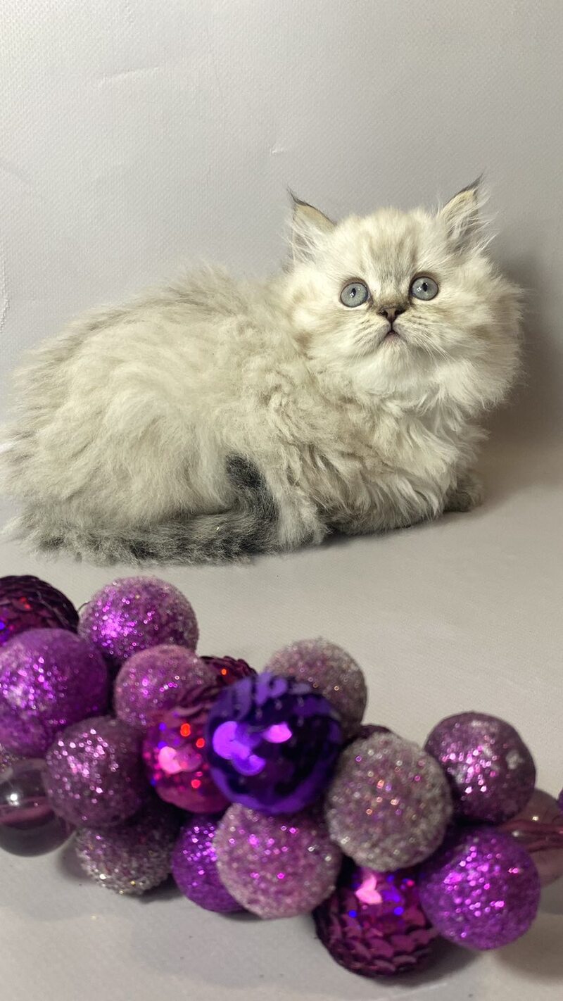 Tifani British Longhair female, black silver tabby pointed
