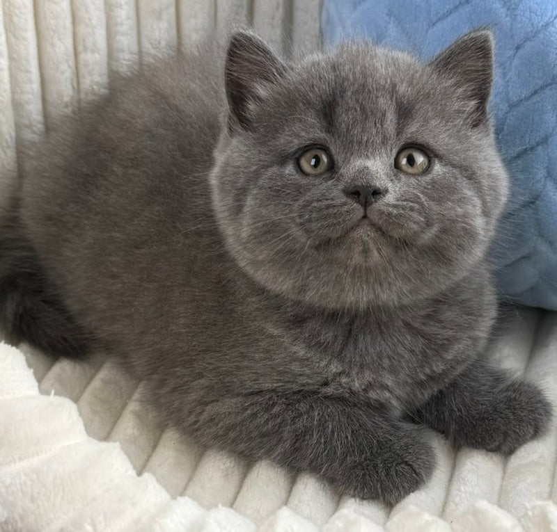 Austin Scottish Straight male, blue