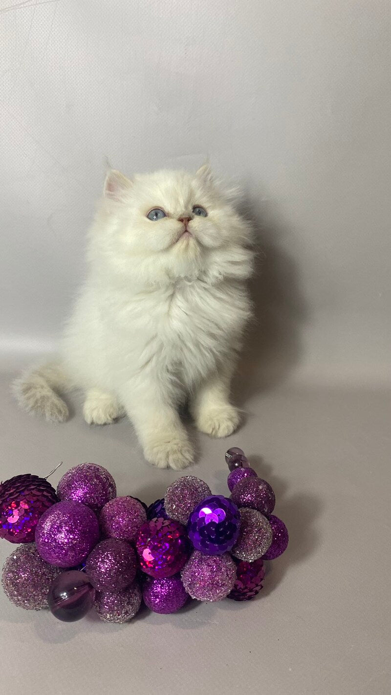 Tommy British Longhair male, lilac pointed