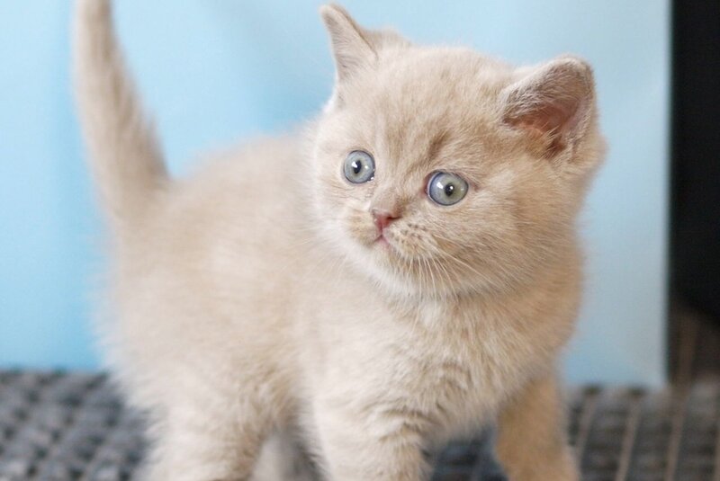 Oliver British Shorthair male, lilac