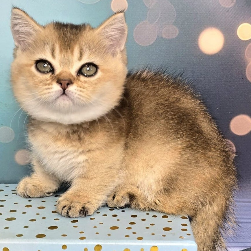 Crumble Munchkin male, black golden shaded