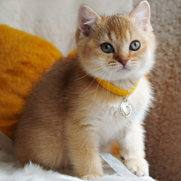 Vincent British Shorthair male, chocolate golden shaded