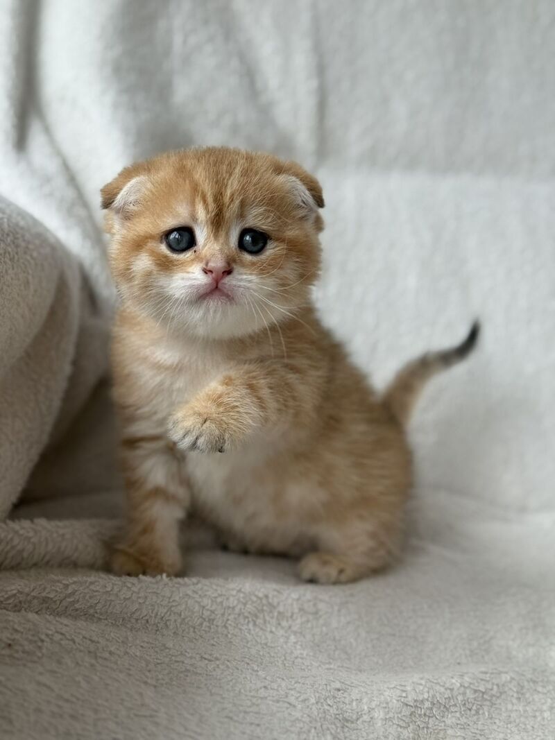 Sima Scottish Fold female black golden spotted tabby - live animals