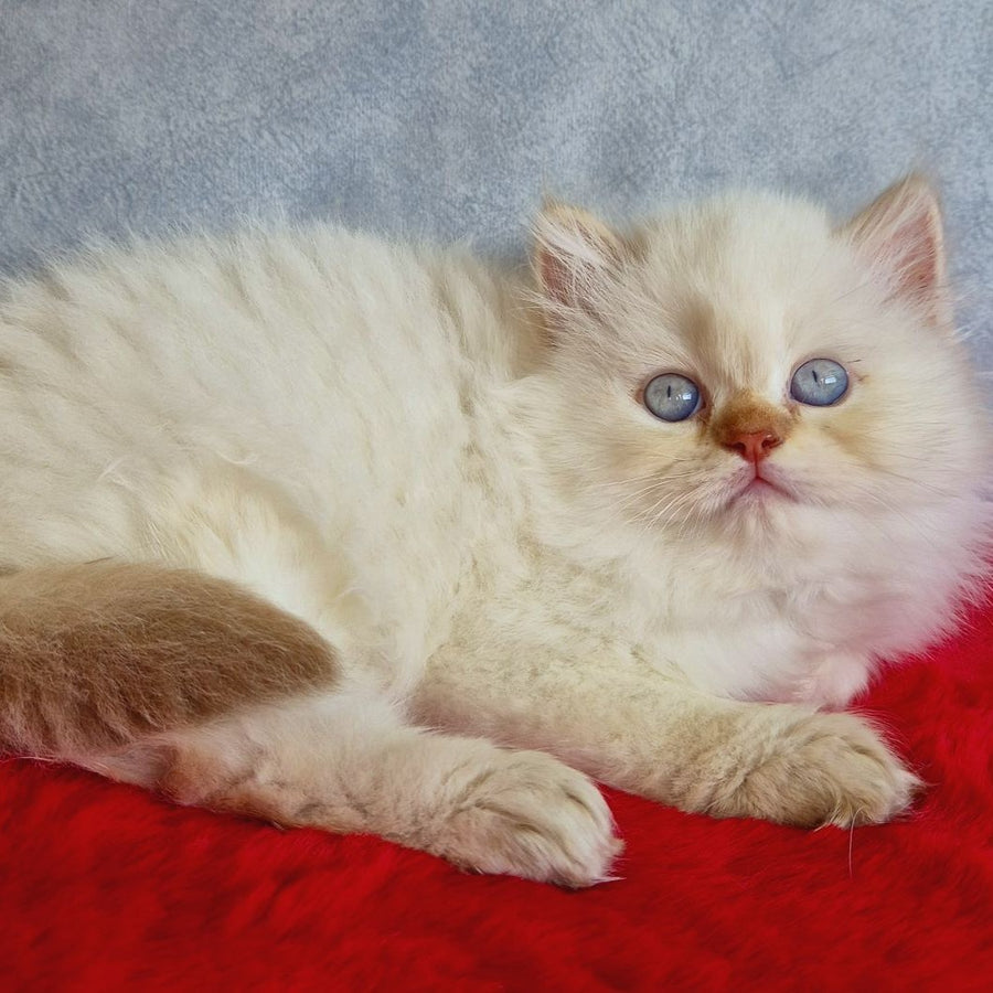 Diana British Longhair female, chocolate golden shaded pointed