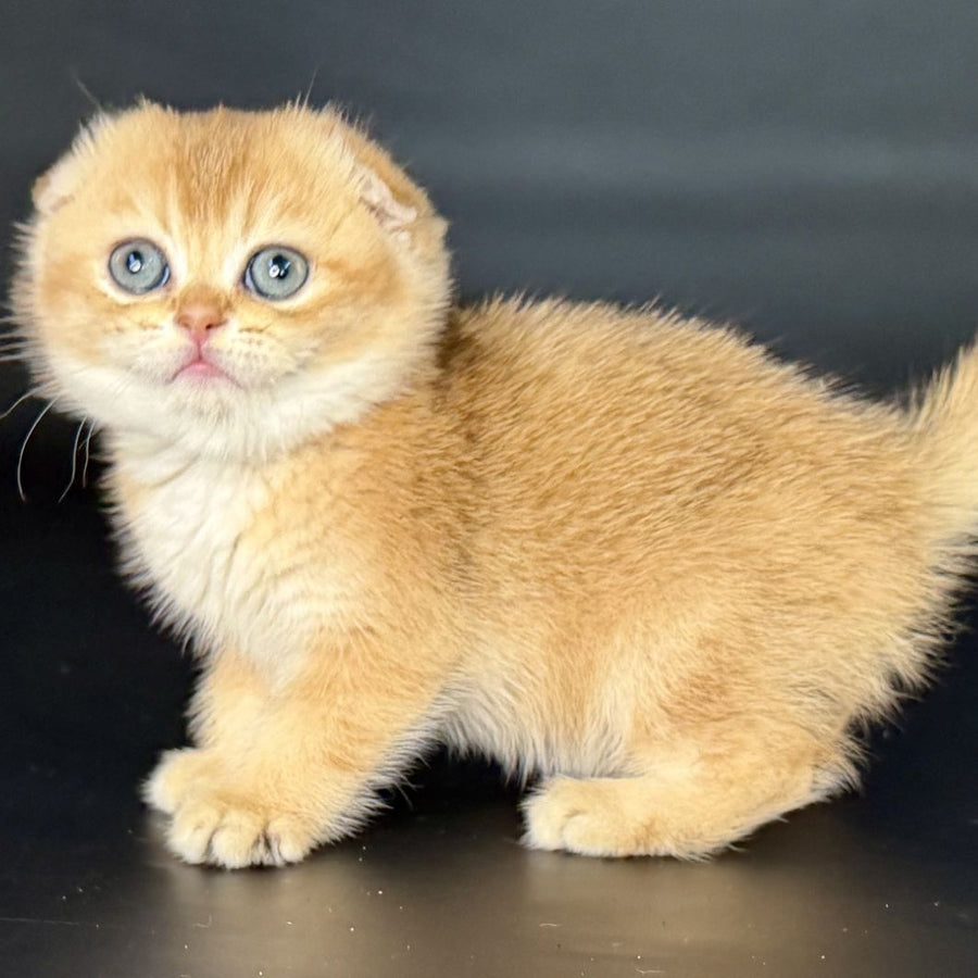Ulani Scottish Fold female, black golden chinchilla