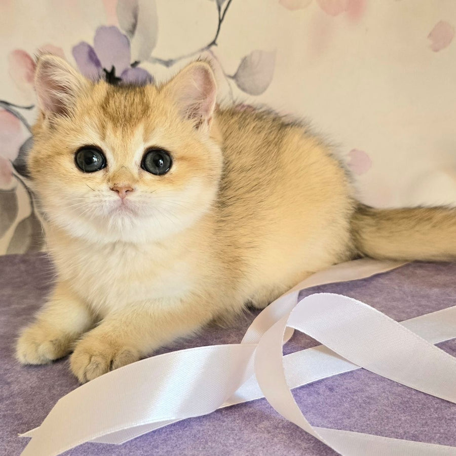 Antonina British Shorthair female, black golden shaded
