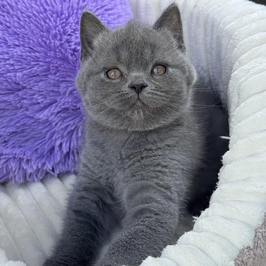 Vanessa Scottish Straight female, blue