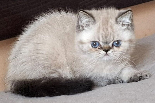 Jery Exotic female black tabby pointed - live animals