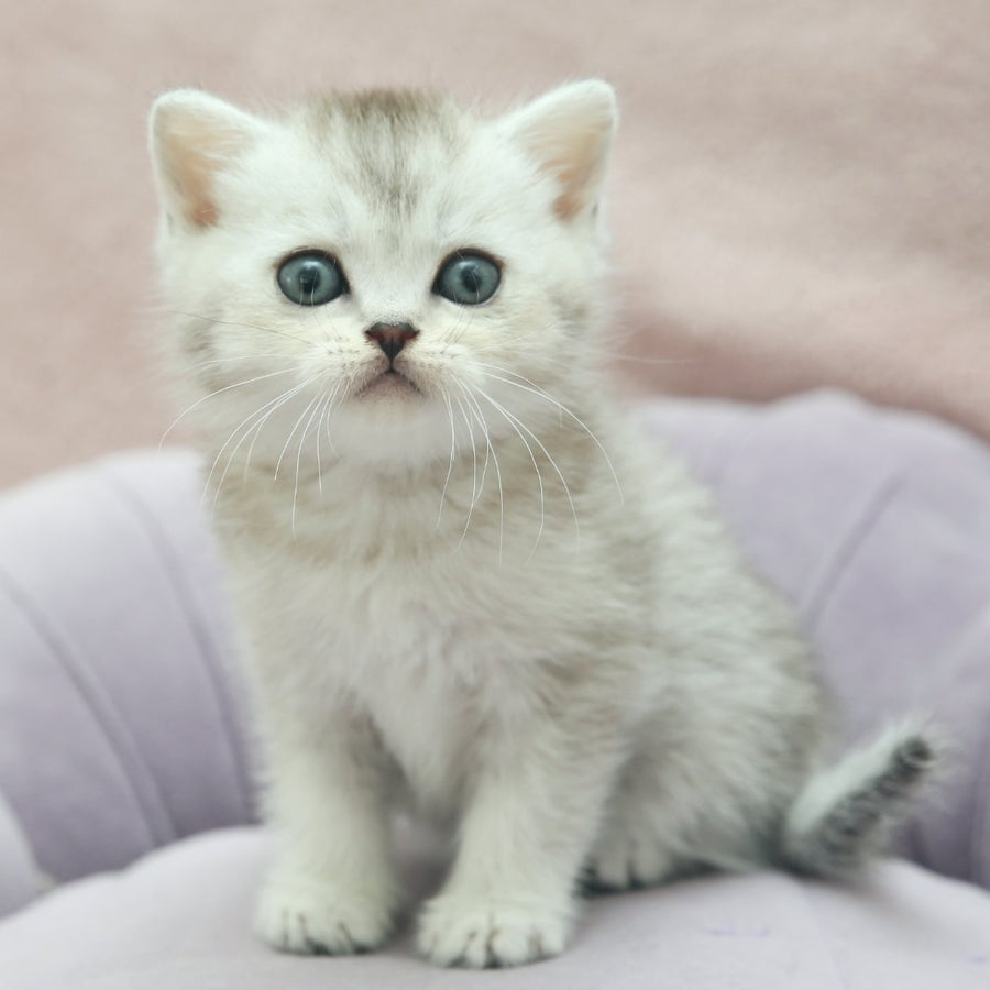 Joey Scottish Straight male, black silver shaded