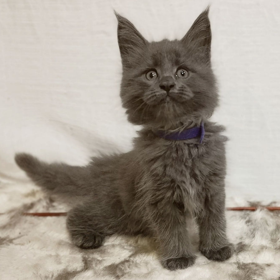 Felix Maine Coon male, blue silver