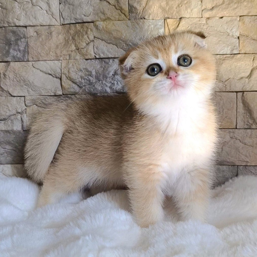 Morris Scottish Fold male, black golden shaded
