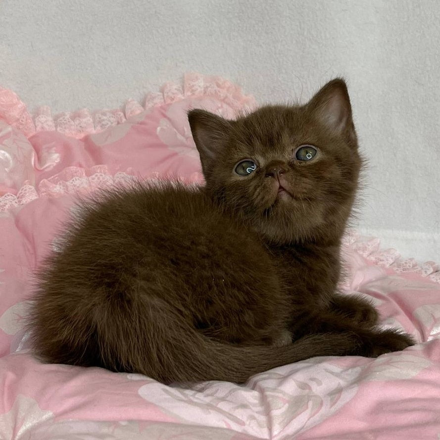 Butch British Shorthair male, chocolate