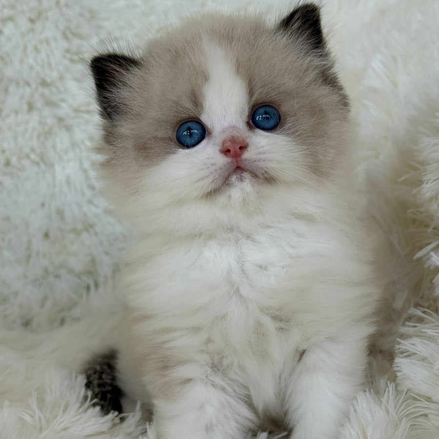 Milan Ragdoll male, black bicolour