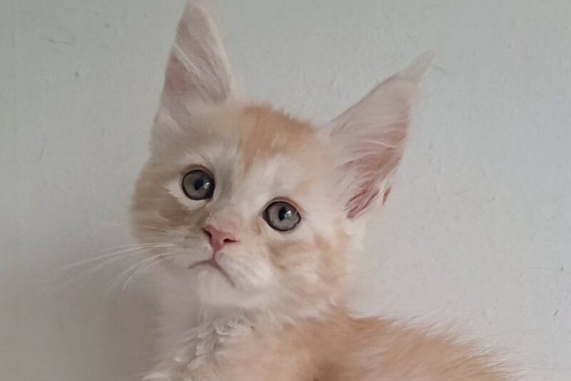 Carmen Maine Coon male, red silver spotted tabby