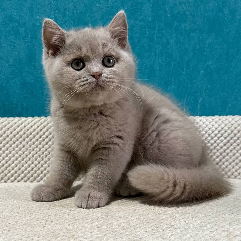 Bonya British Shorthair female, fawn