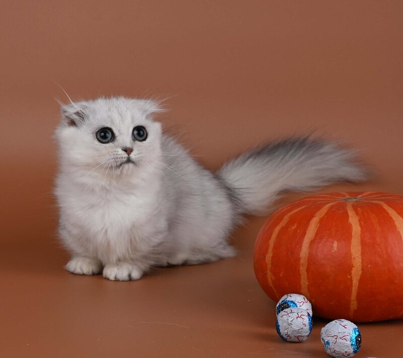 Xena Munchkin female, black silver shaded