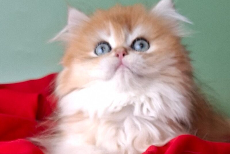 Burzhuy British Longhair male, black golden chinchilla