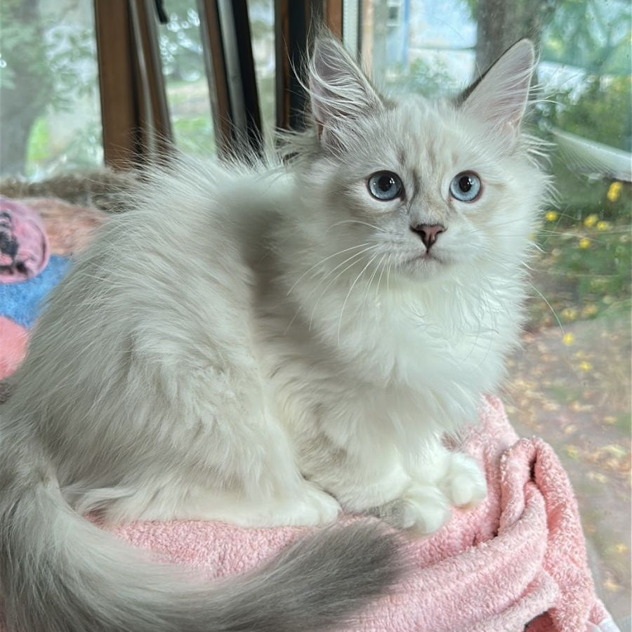 Walentine Siberian male, blue tabby pointed with white