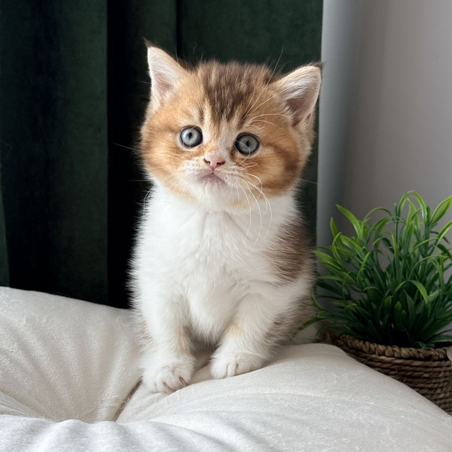 Brandon British Shorthair male, chocolate ticked tabby bicolour