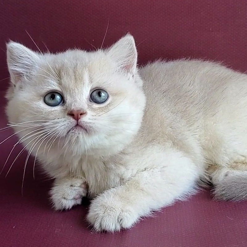 Alisa British Shorthair female, lilac golden shaded