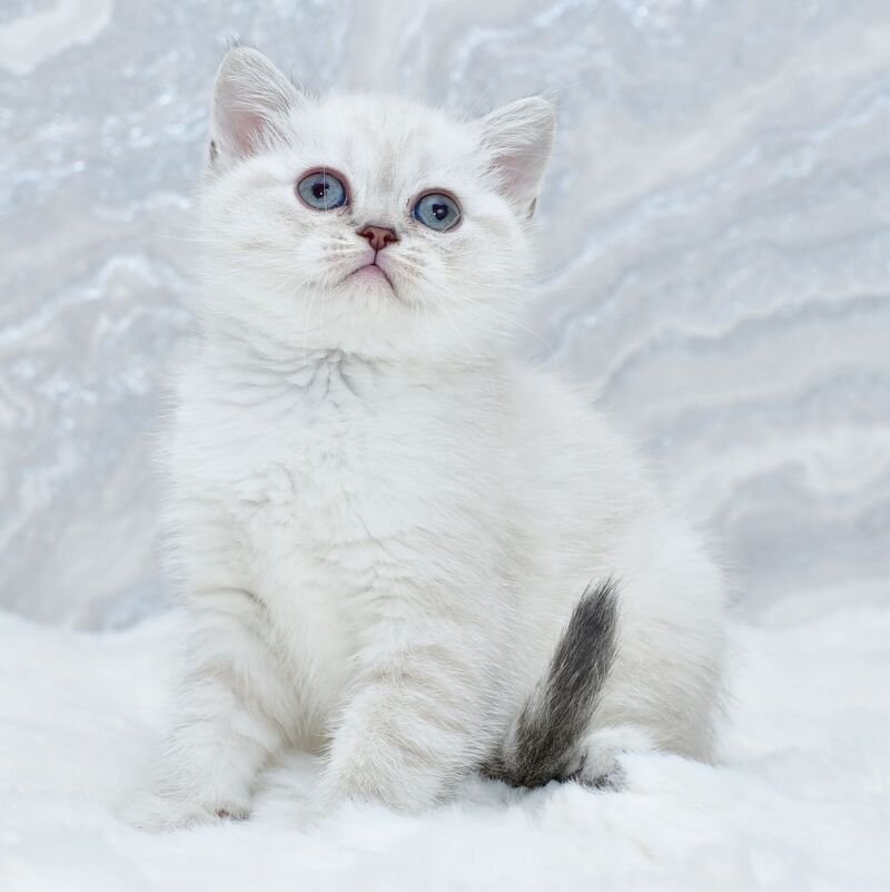 Jina Scottish Straight female blue tabby pointed - live animals