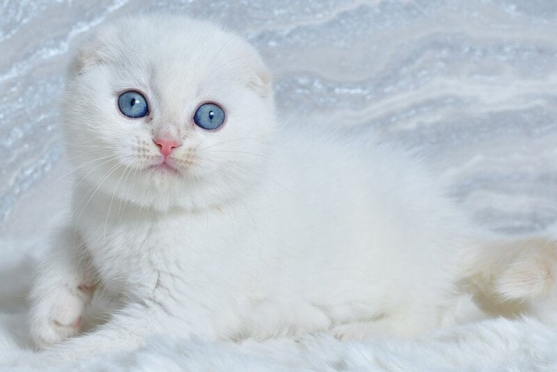 Jeff Scottish Fold male, cream tabby pointed