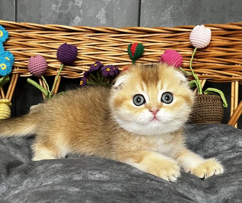Icar Scottish Fold male black golden ticked tabby live animals
