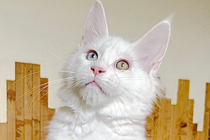 Uma Maine Coon polydactyl female, white